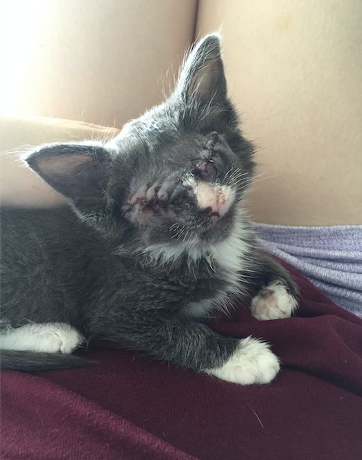 Braille, the blind cat who's now on the road to recovery. 