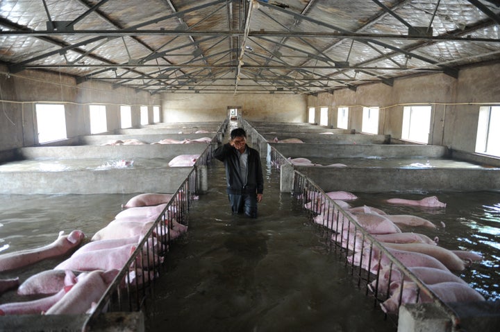 Farmer Li Zuming was photographed weeping as he waded past the partially submerged pigs.