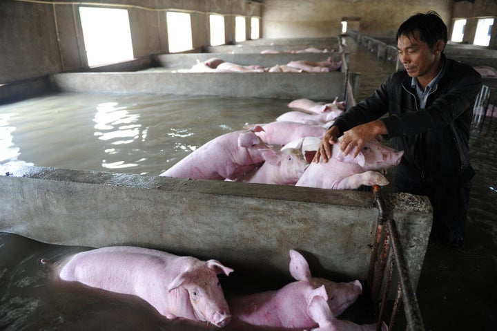 The rescued pigs will likely be sold.