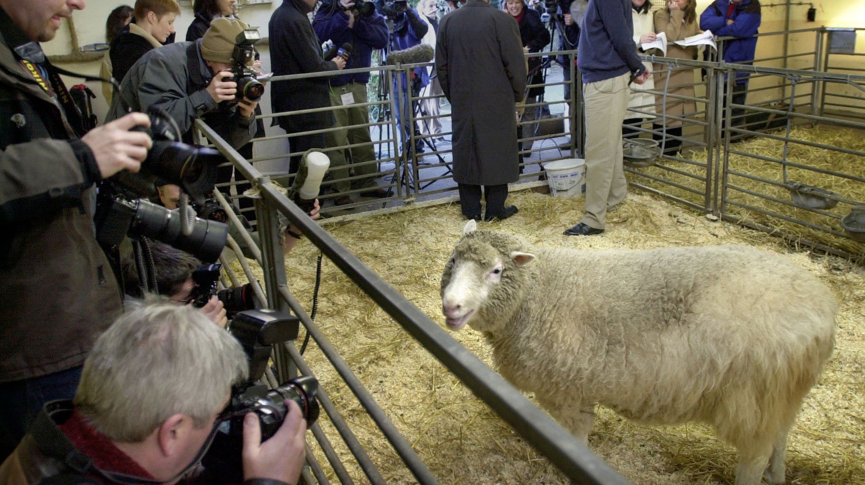 Two Decades After Dolly the Sheep, Here's What We've Learned About Cloning