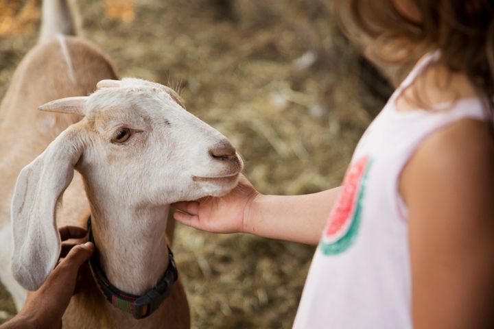 An adorable goat bonds with a human -- or maybe it just wants help with something?