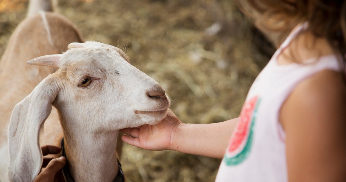 Goats May Have Better Communication Skills Than We Give Them Credit For ...