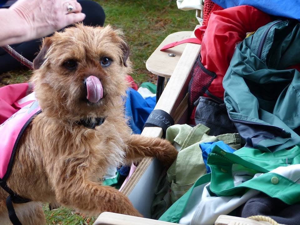 Piri, a 3-year-old terrier mix and conservation dog.