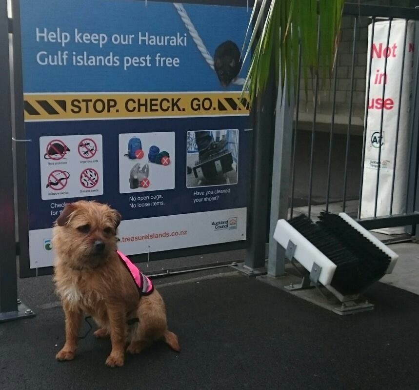 Piri stands guard at an Auckland ferry terminal.