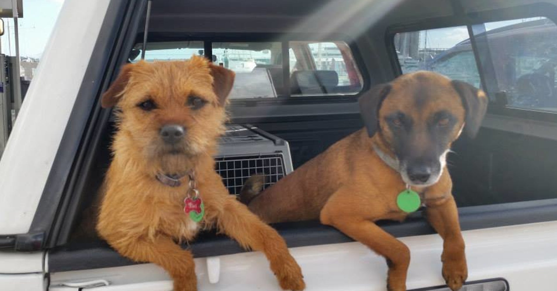 How These 'Dogs With Jobs' In New Zealand Are Protecting Native