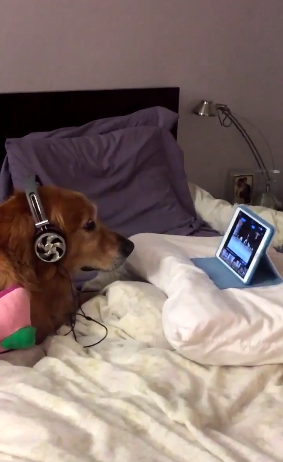 noise cancelling headphones dogs