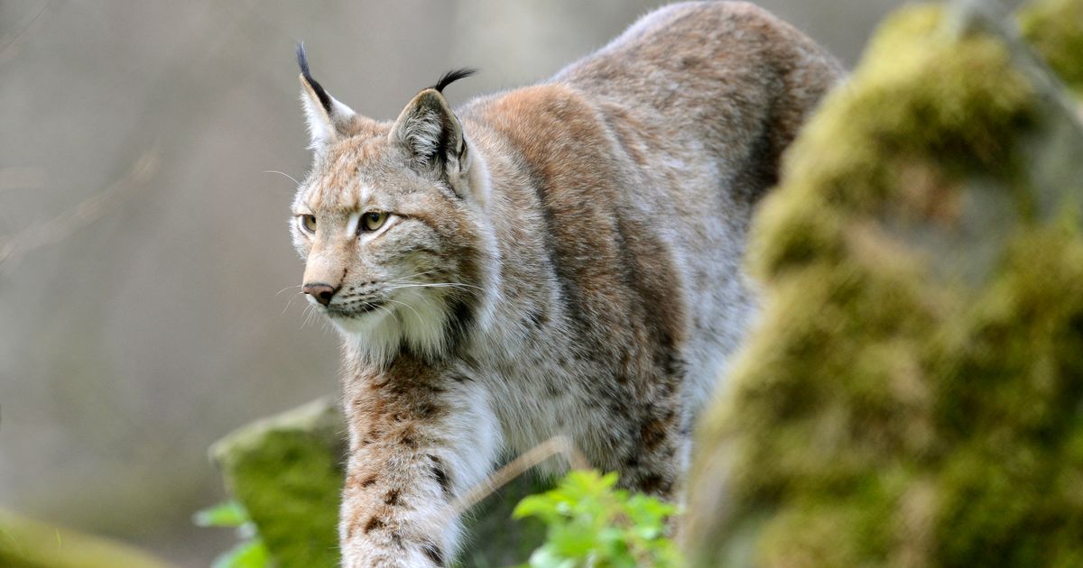 Lynx Escapes From Dartmoor Zoo As Devon and Cornwall Police Launch ...