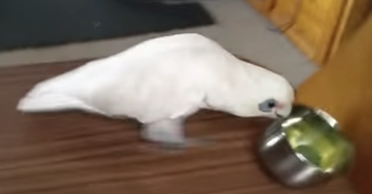 Cockatoo With Attitude Won't Eat His Damn Broccoli HuffPost Weird News