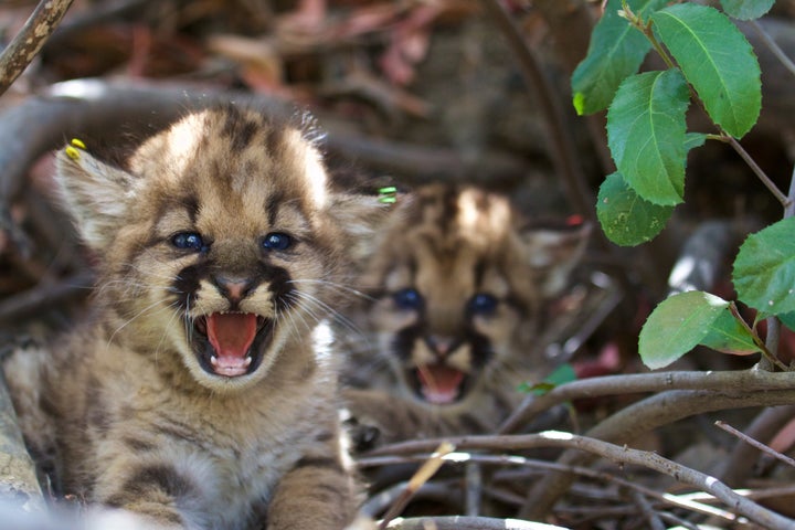 Two female mountain lion kittens in the eastern Santa Susana Mountains in June