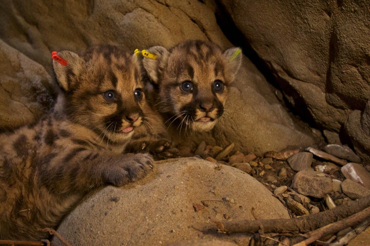 A male and female in the eastern Santa Susana Mountains in June.