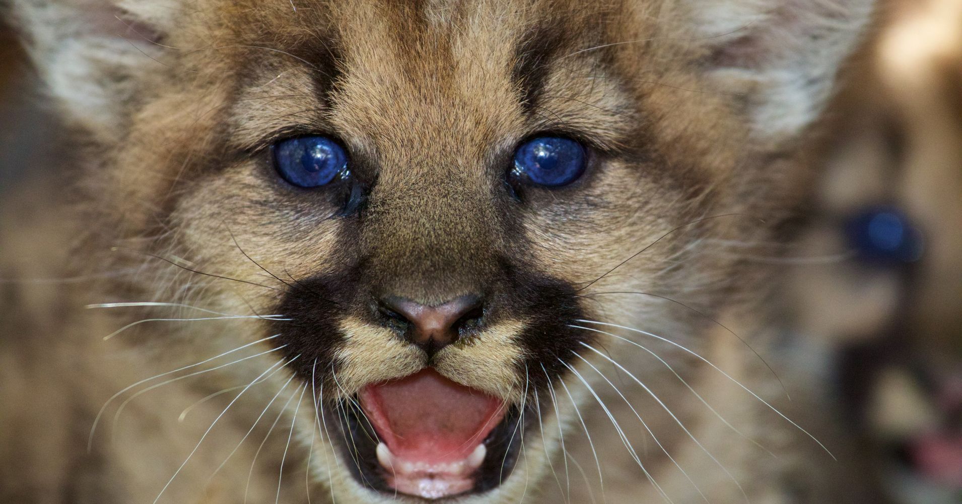 Just Look At These Painfully Adorable Mountain Lion  