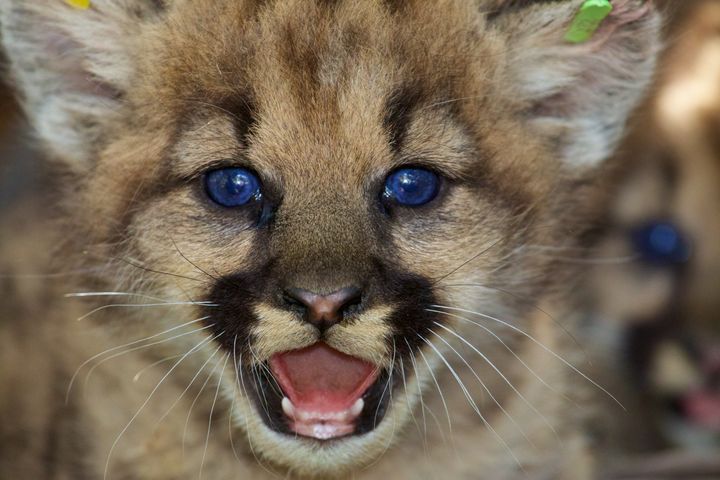 A female mountain lion kitten in the eastern Santa Susana Mountains in June.