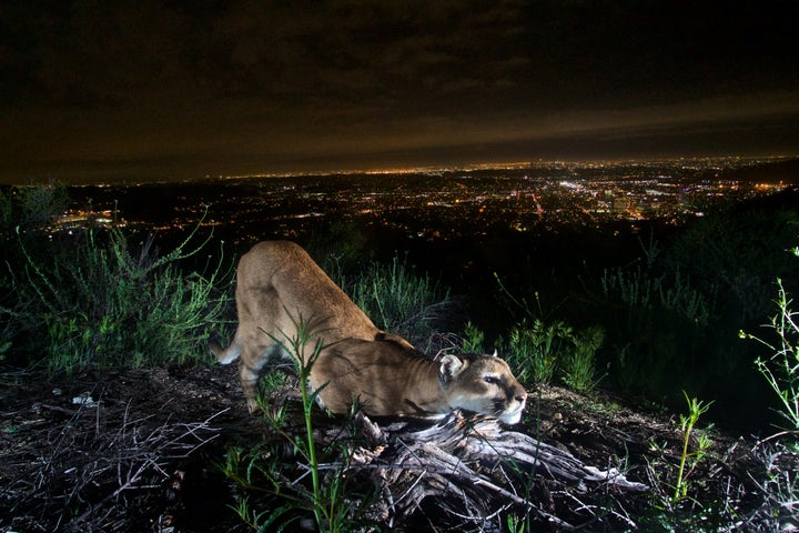 An adult female mountain lion in California's Verdugo Mountains in March 2016.