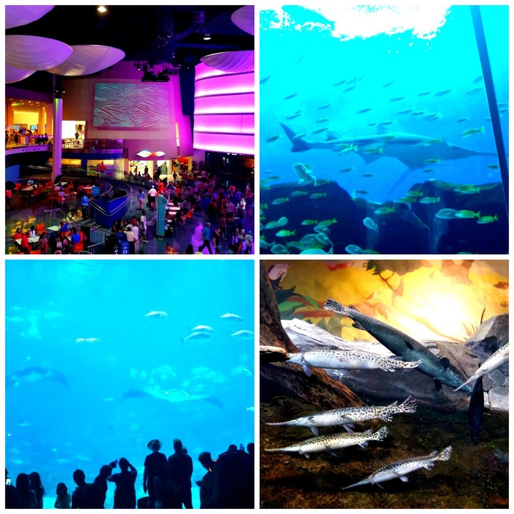 <strong>Georgia Aquarium</strong>
