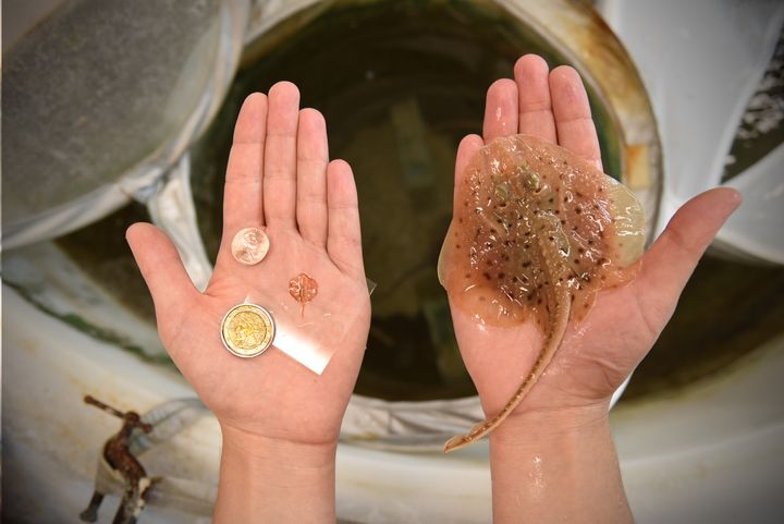 The robotic ray and its biological counterpart, little skate (Leucoraja erinacea).