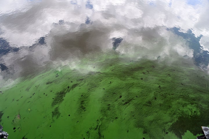 Water in the St. Lucie River is covered by a blue-green algae bloom plaguing the river as it accumulates at the St. Lucie Lock and Dam in Port Saint Lucie, Florida, on July 5, 2016.