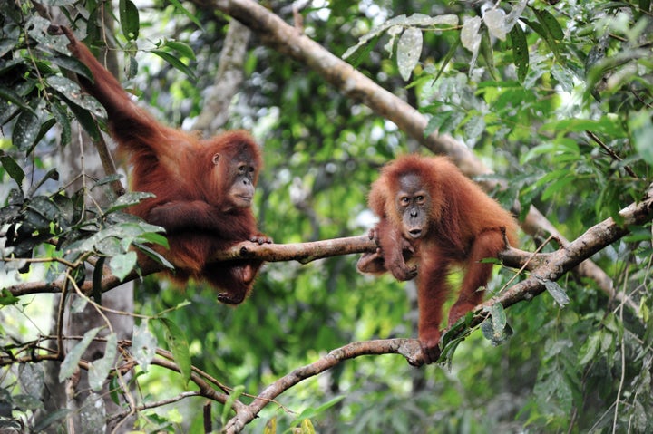 Sumatran orangutans, photographed in February 2016.