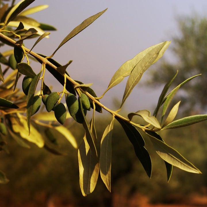 Kalamata Variety Olives