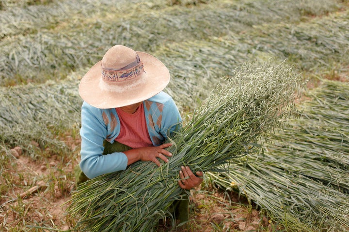 Sacaca, Bolivia - April 15: Female farmer with a sheaf of oats in the Andes of Bolivia on April 15, 2016 in Sacaca, Bolivia.