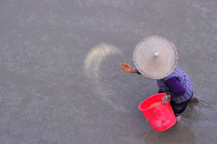 HECHI, April 18, 2016-- A woman spreads fertilizer to plant paddy in Balian Village of Luocheng County, south China's Guangxi