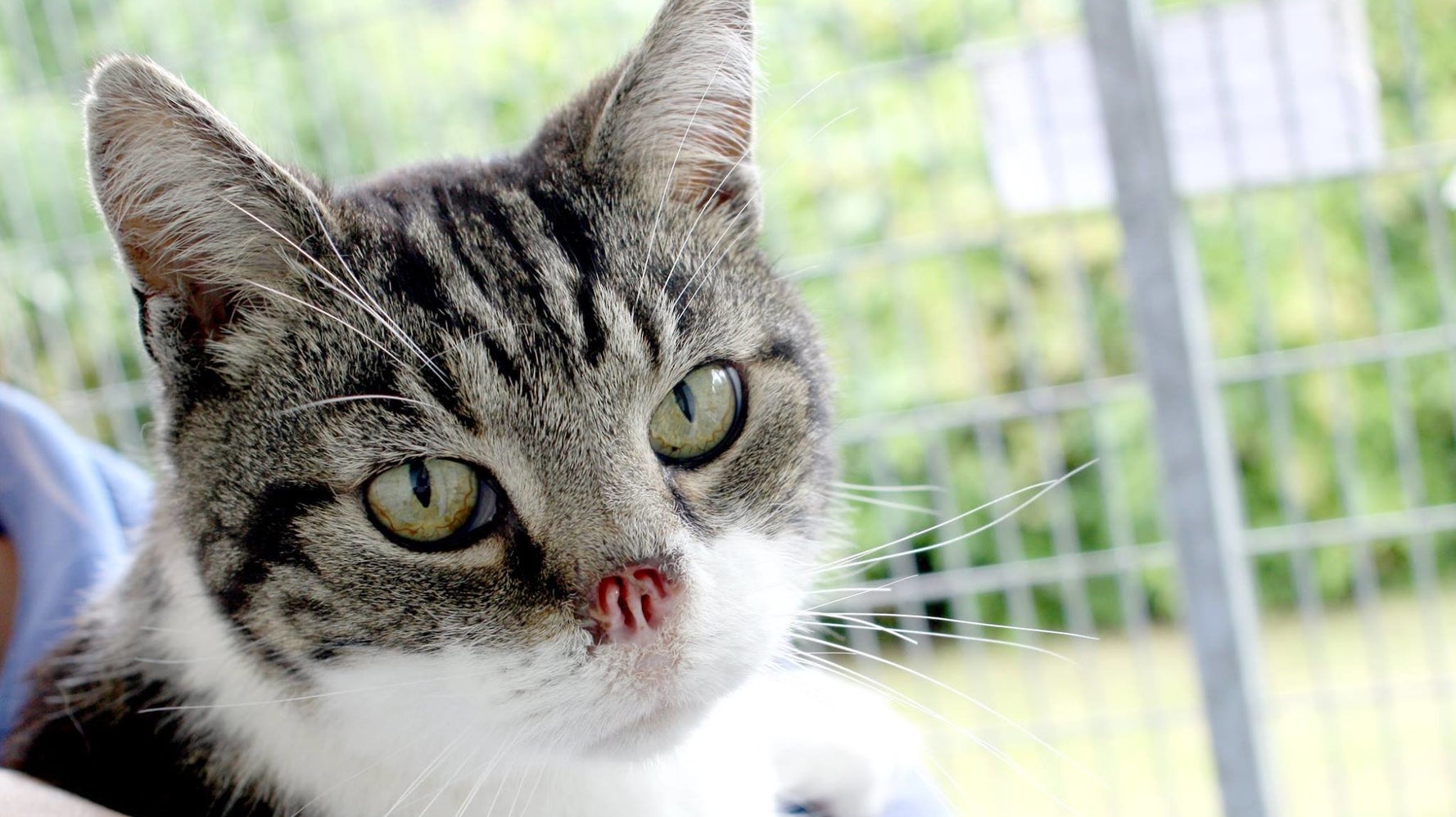 Adorable Cat Without A Nose Finds Loving Home Thanks To Online Appeal | HuffPost UK Life Adorable Cat Without A Nose Finds Loving Home Thanks To Online Appeal | HuffPost UK Life