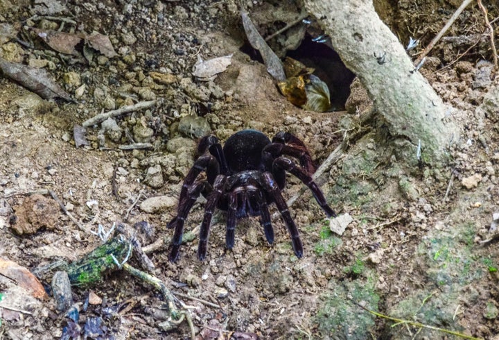 The Adventurer's Bucket List: Survival In The Amazon Jungle | HuffPost ...