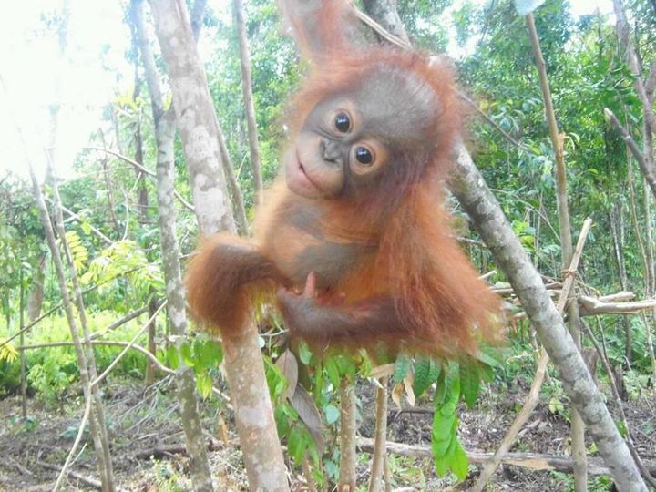 Baby orangutan, Oka, at Protect Our Borneo rescue center