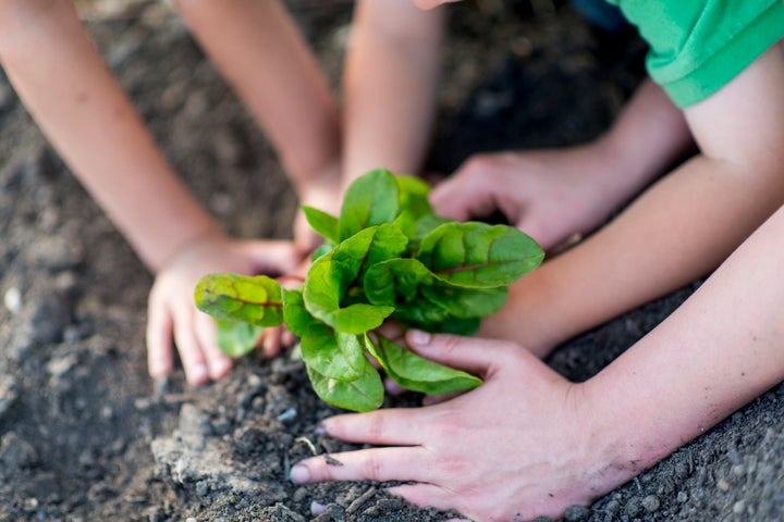 Small gardens can help raise community awareness about how plants grow and what "real food" looks like.