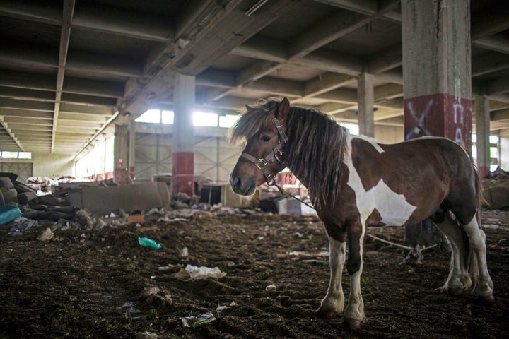 A pony stands in the middle of a warehouse in the neglected district of Eleonas, a few yards away from the camp for refugees