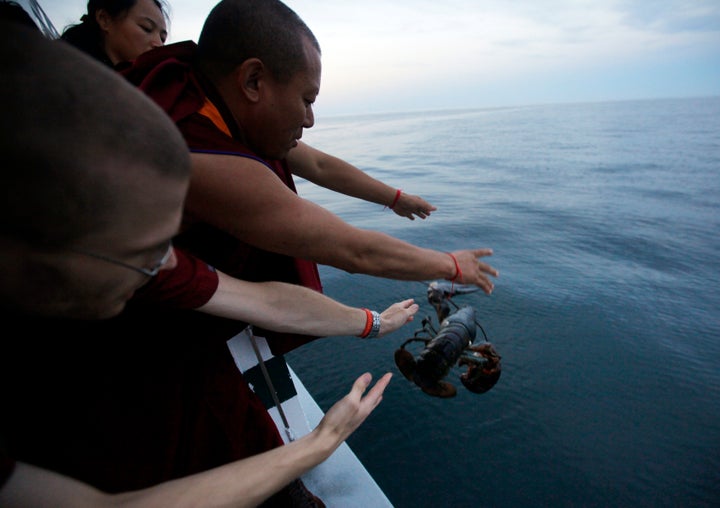 Buddhist monks, including Geshe Tenley and Tsultrim Davis (pictured), similarly released 600 pound of lobster off the coast of northern Massachusetts in 2011.