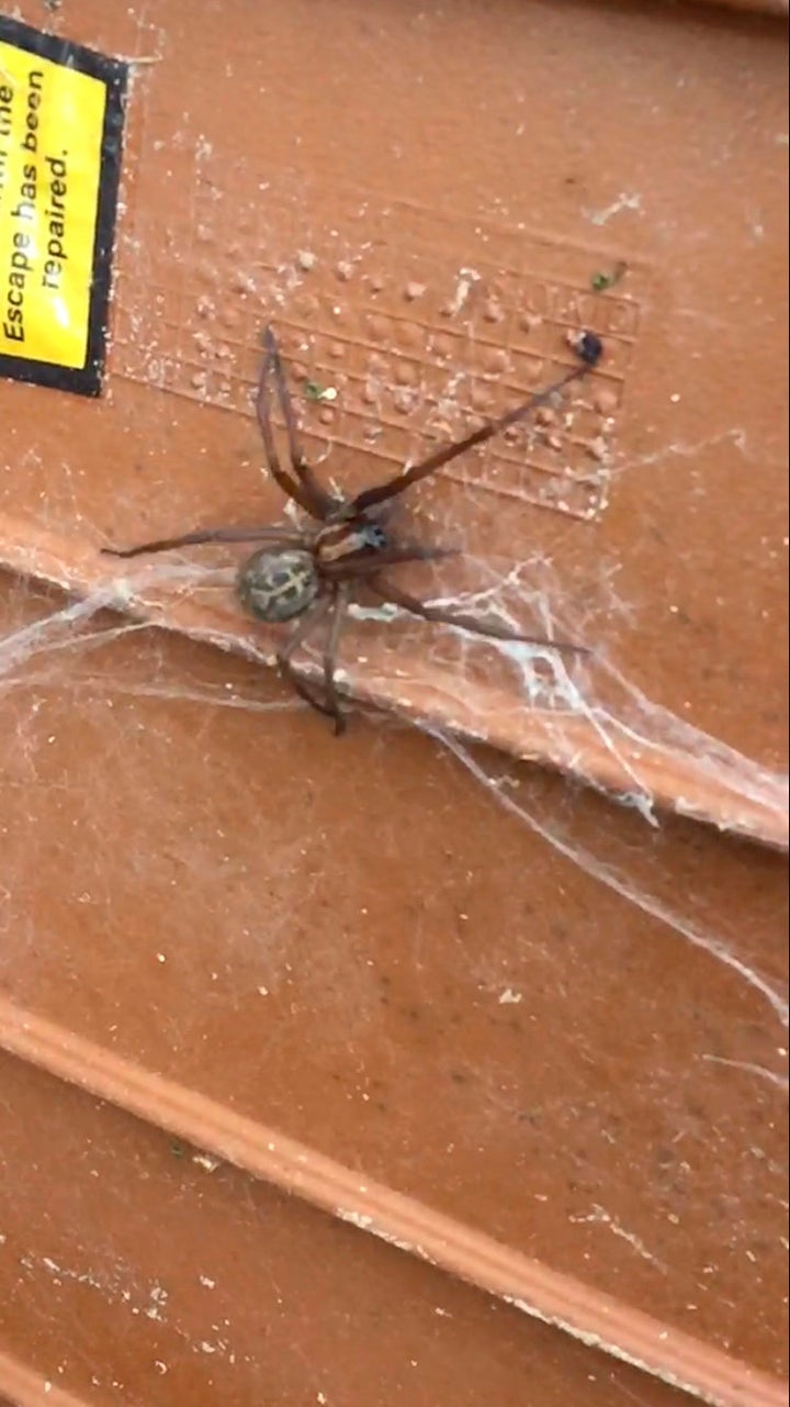 <strong>Experts believe it is an oversized house spider</strong>