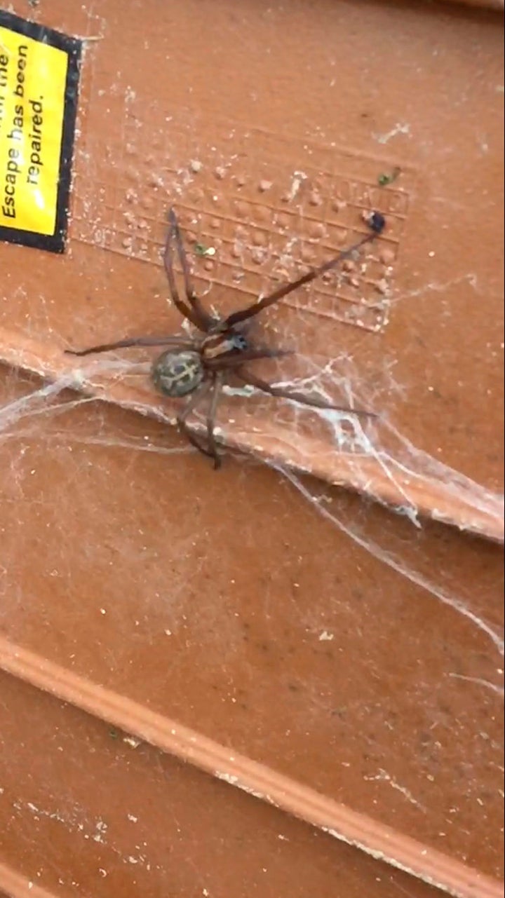 Experts believe it is an oversized house spider