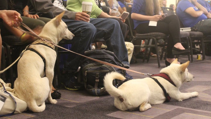 Oliver and Lao, two dogs rescued from the dog meat trade, enjoy the conference.