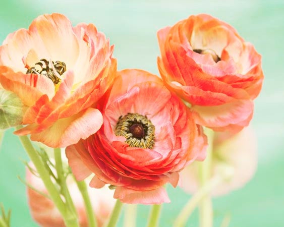 Floral artwork is displayed in coral and mint. 