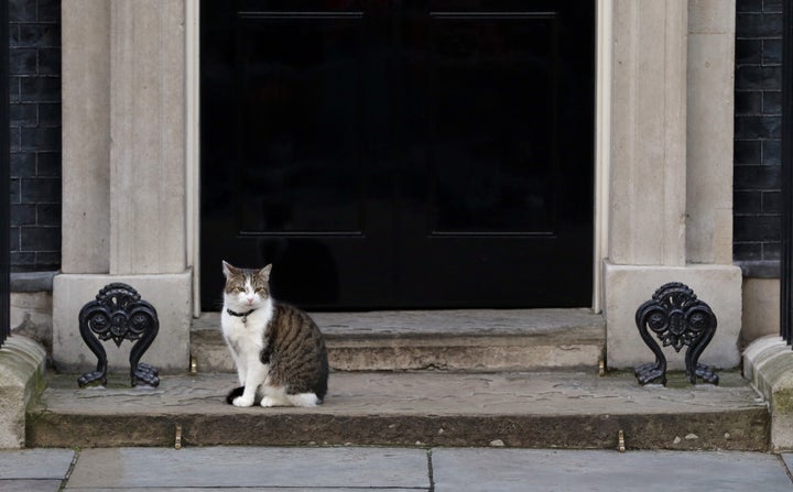 Larry the cat has not yet reacted to the mews.