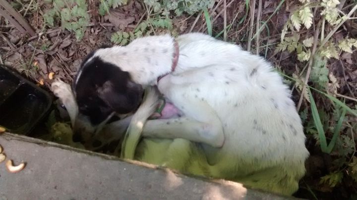 Peanut the lurcher puppy was found dumped under a bush in Essex.