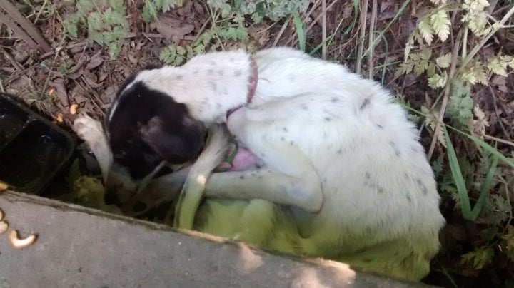 <strong>Peanut the lurcher puppy was found dumped under a bush in Essex.</strong>