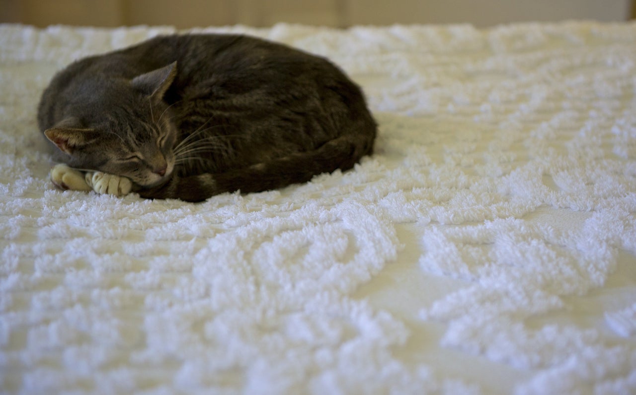 Cat toes make the perfect headrest for a sleepy cat at Hemingway's former home in 2013.