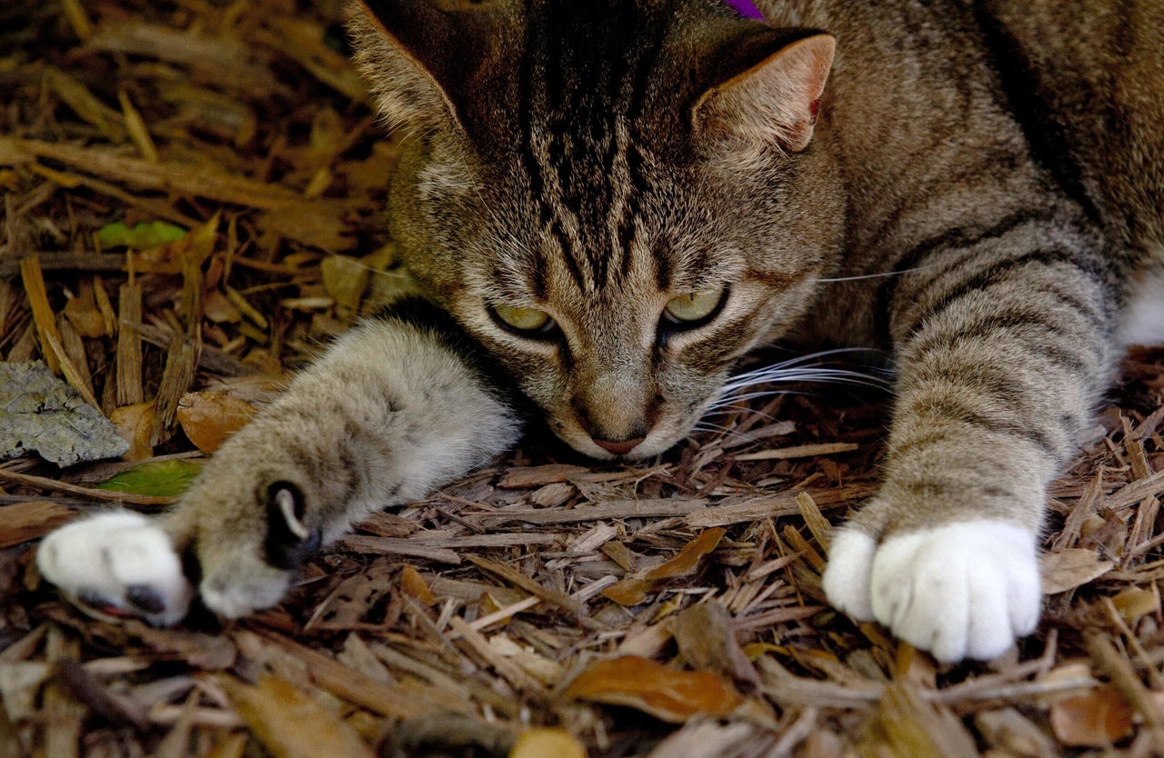 Cat toes checking out the grounds at the Ernest Hemingway home in Key West, Florida.