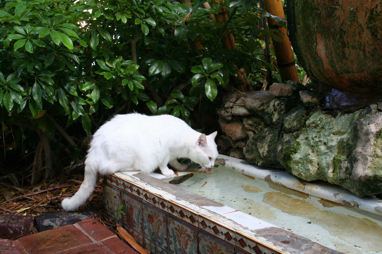 Cat toes accompanying Spencer Tracy (the cat) to the cat fountain, a urinal Hemingway dragged home from his favorite Key West saloon in the 1930s.