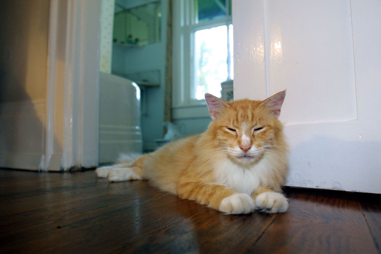 Cat toes attached to a fluffy orange cat in the bedroom of the Ernest Hemingway home in 2001.