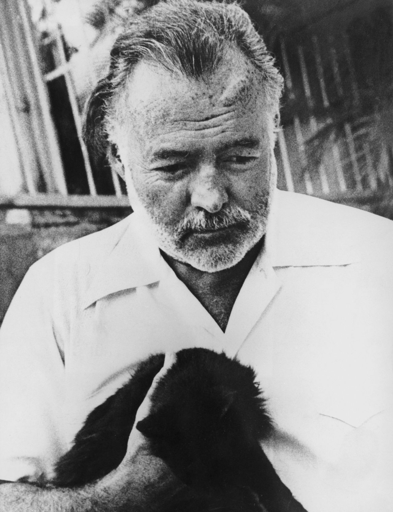 American novelist and journalist Ernest Hemingway (1899 - 1961) with his pet cat, circa 1950.