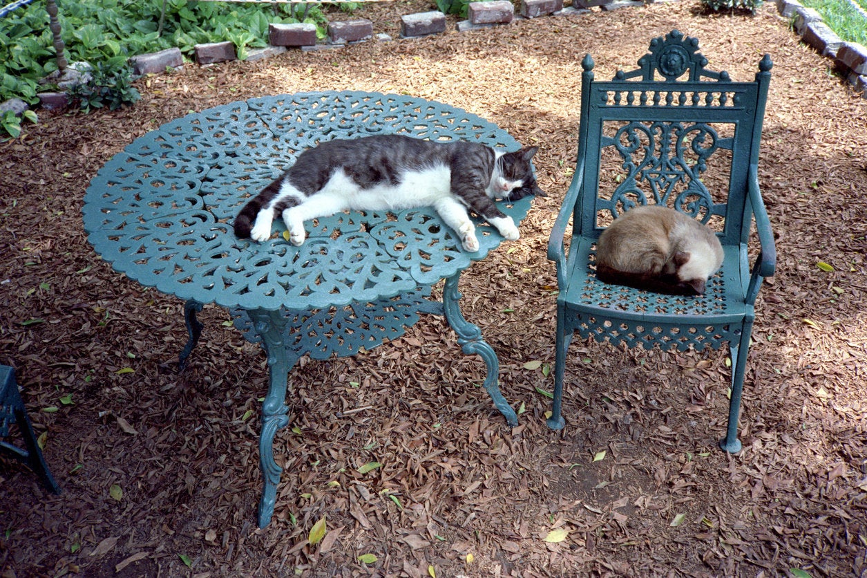 No patio set is complete without a few good cat toes.