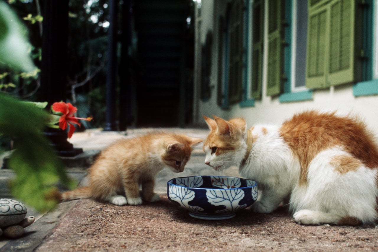 Both descendants of Hemingway's original cats, a big cat teaches a little cat the art of having many toes.