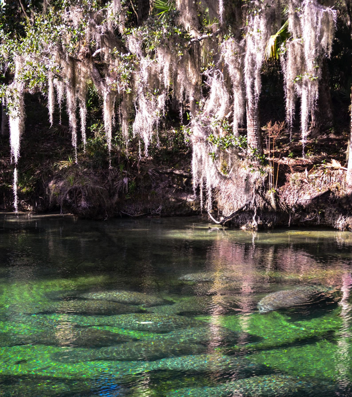 Manatee's in the springs of St. John's River, Florida.