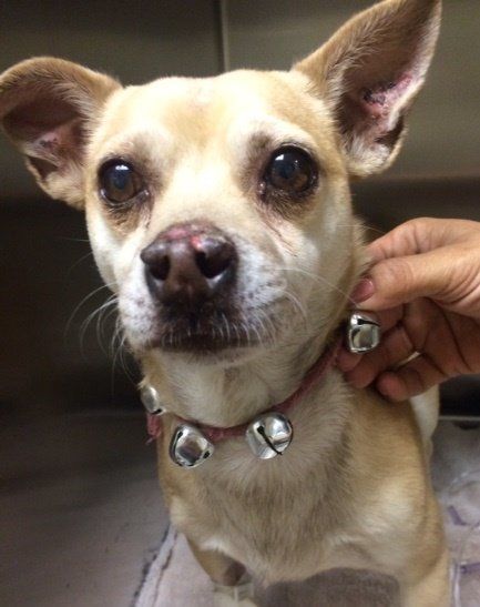 Jack Sparrow, a California Chihuahua, is on the mend after police say he ingested meth.