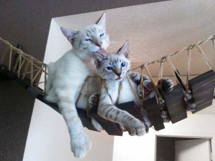 <a href="http://www.catastrophicreations.com/product/indiana-jones-cat-bridge/" target="_blank">Indiana Jones Cat Bridge, $150.00</a>