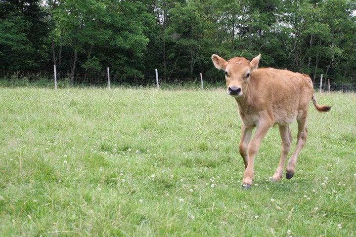 Theo as a calf at Peace Ridge Sanctuary.