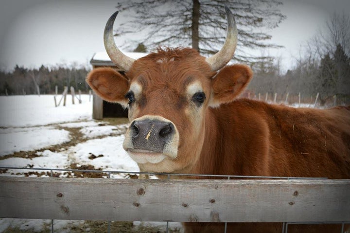 Theo on a Maine winter's day.