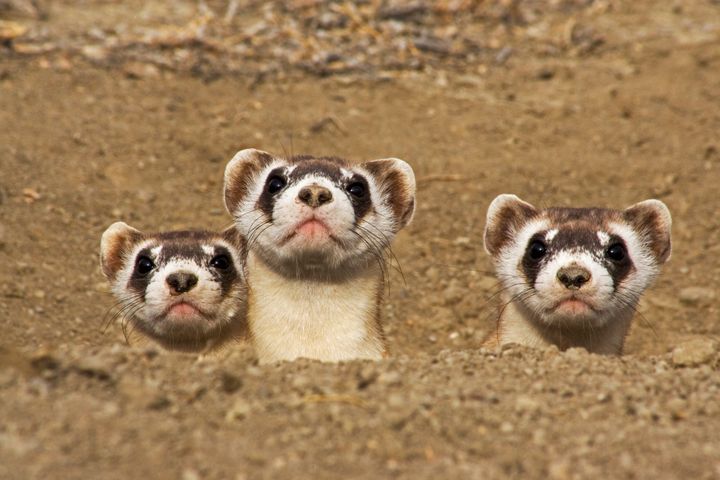 Once thought to be extinct, a remnant population of the endangered black-footed ferret was discovered, which started a reintroduction program to re-establish a population on the wild prairie.